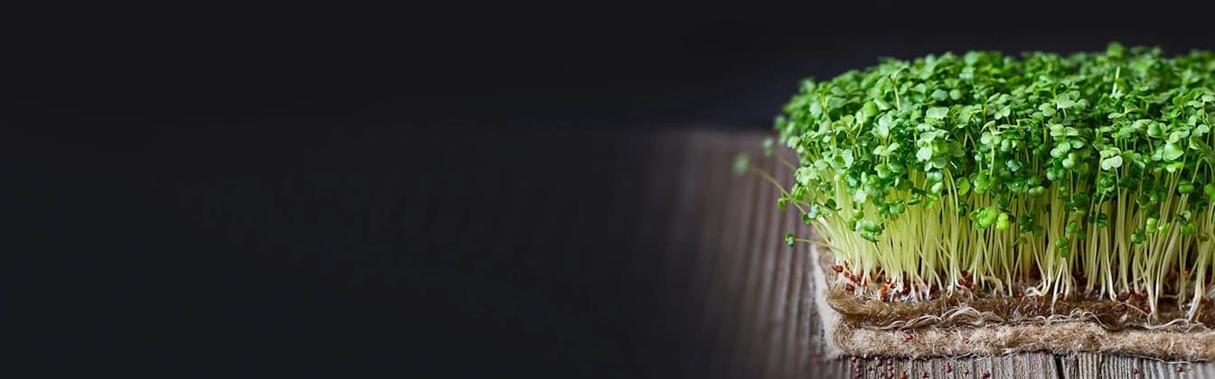 Fresh microgreens background